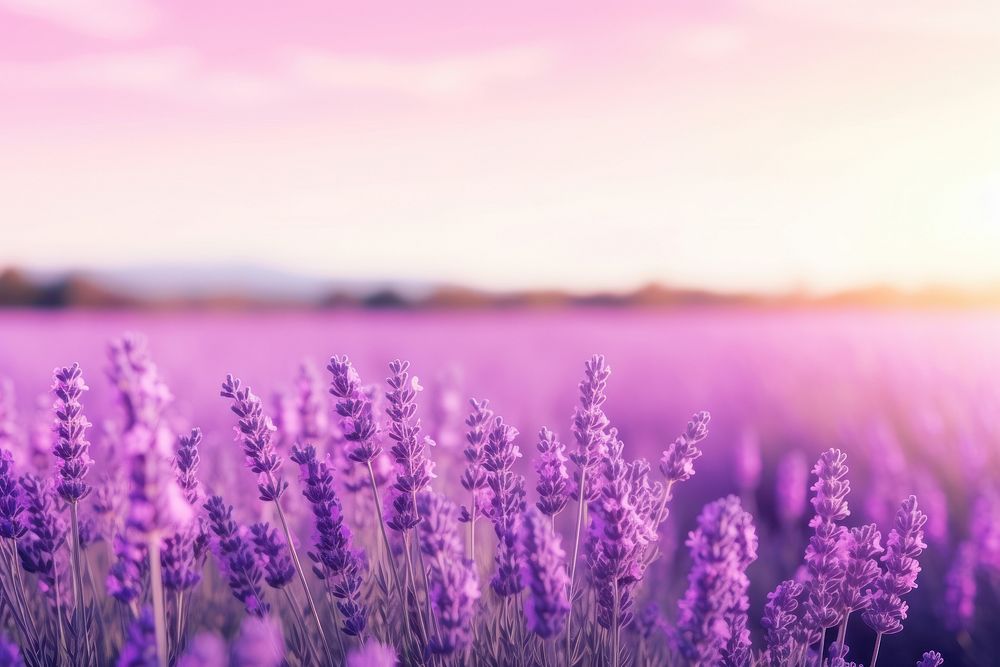 Lavender Flowers landscape flower backgrounds.