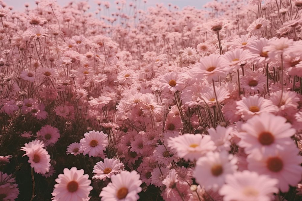 Daisy PINK field background backgrounds outdoors blossom.