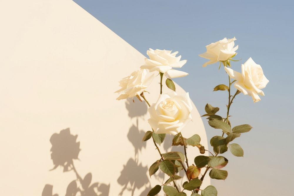 Summer scene with WHITE rose flowers blossom nature shadow.