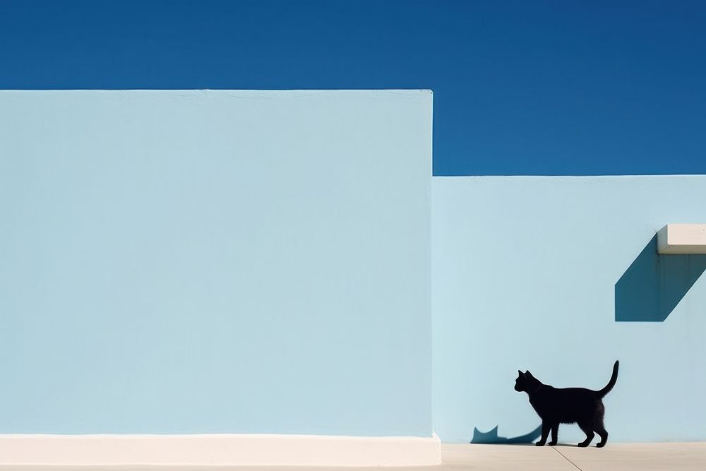 Cat over blue wall architecture mammal animal.