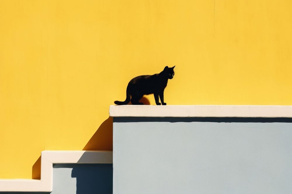 Cat over yellow wall mammal animal shadow.