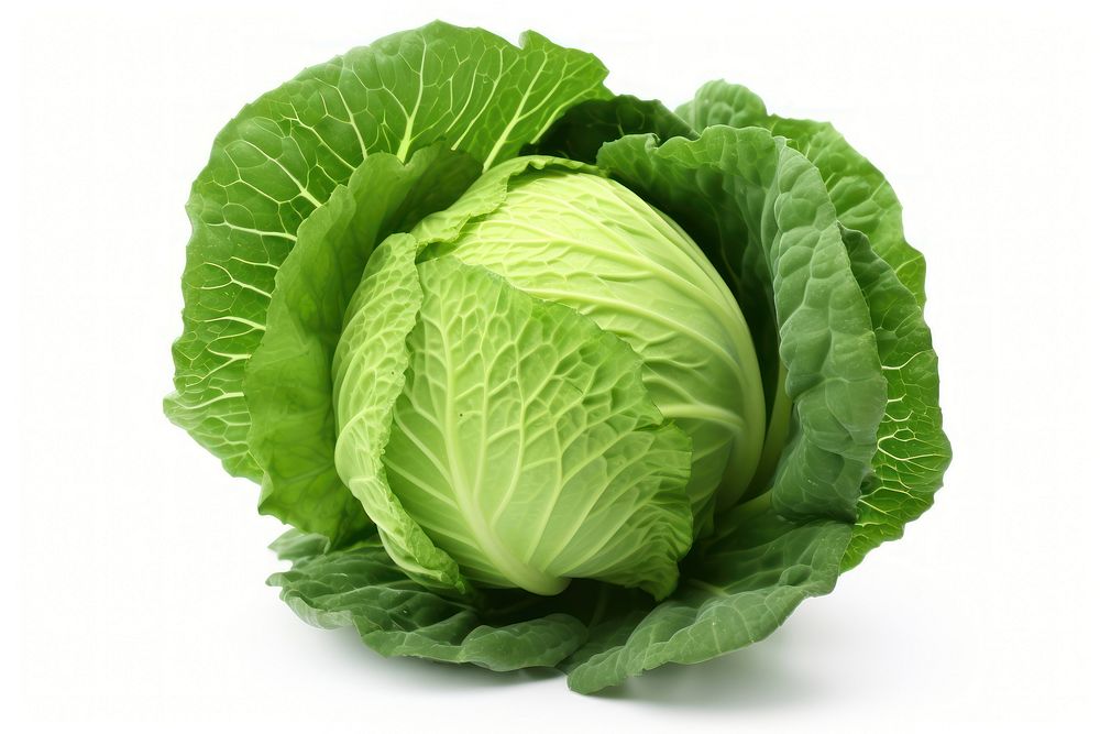 Cabbage vegetable plant food.