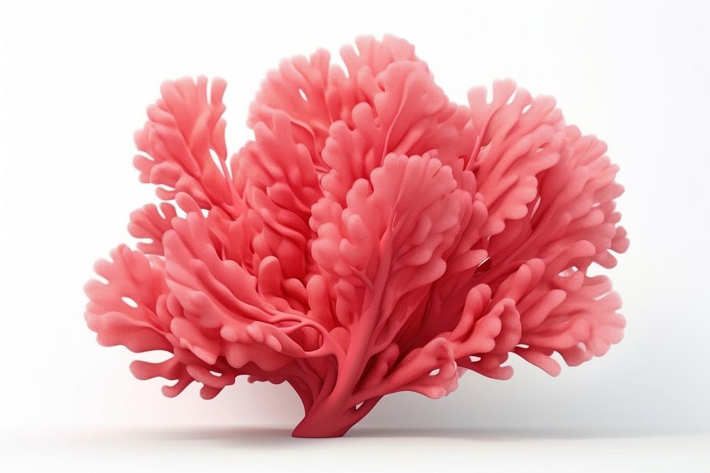Foliose coral plant food white background.