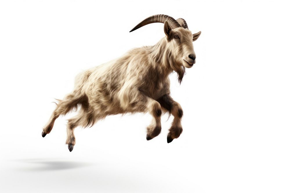 Jumping goat livestock wildlife animal.