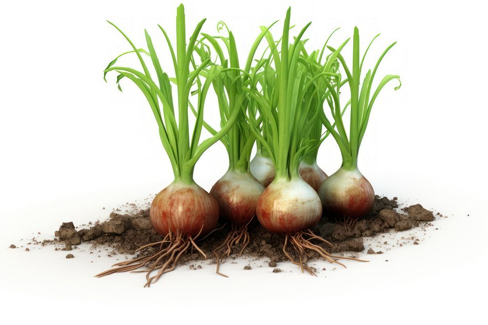 Onion vegetable plant food.