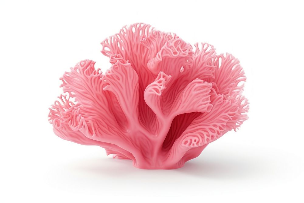 Pink decorative coral nature plant pink.