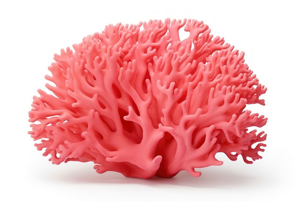 Pink decorative coral pink white background invertebrate.