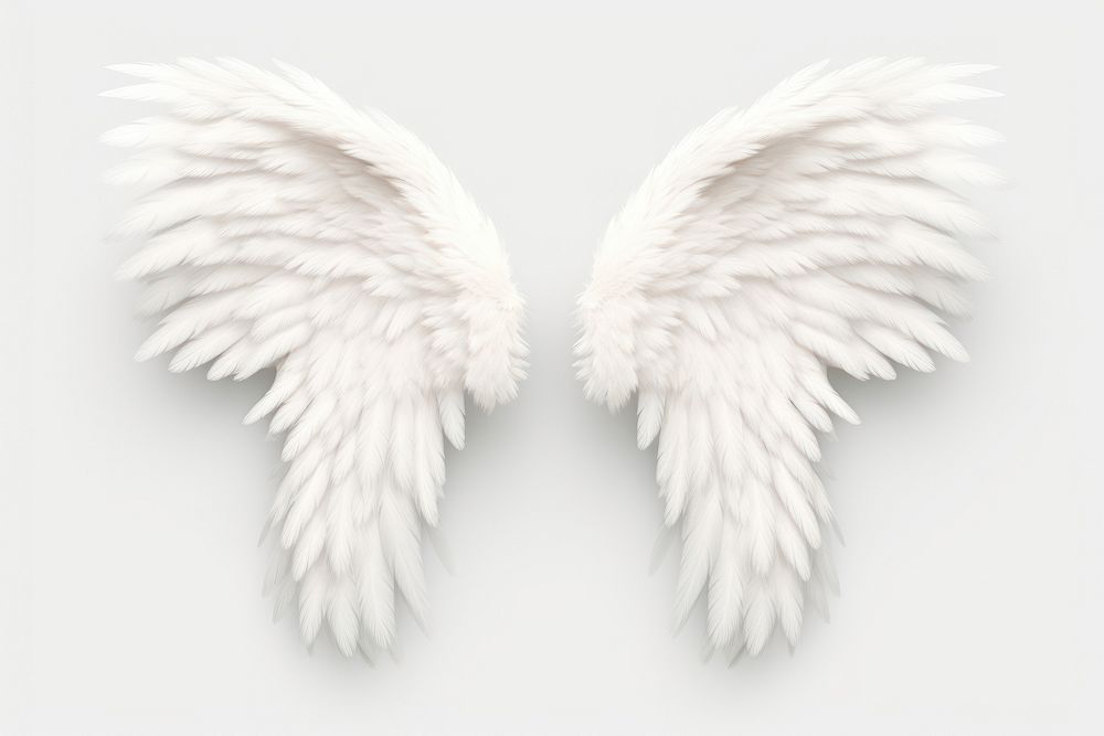Wings white angel white background.