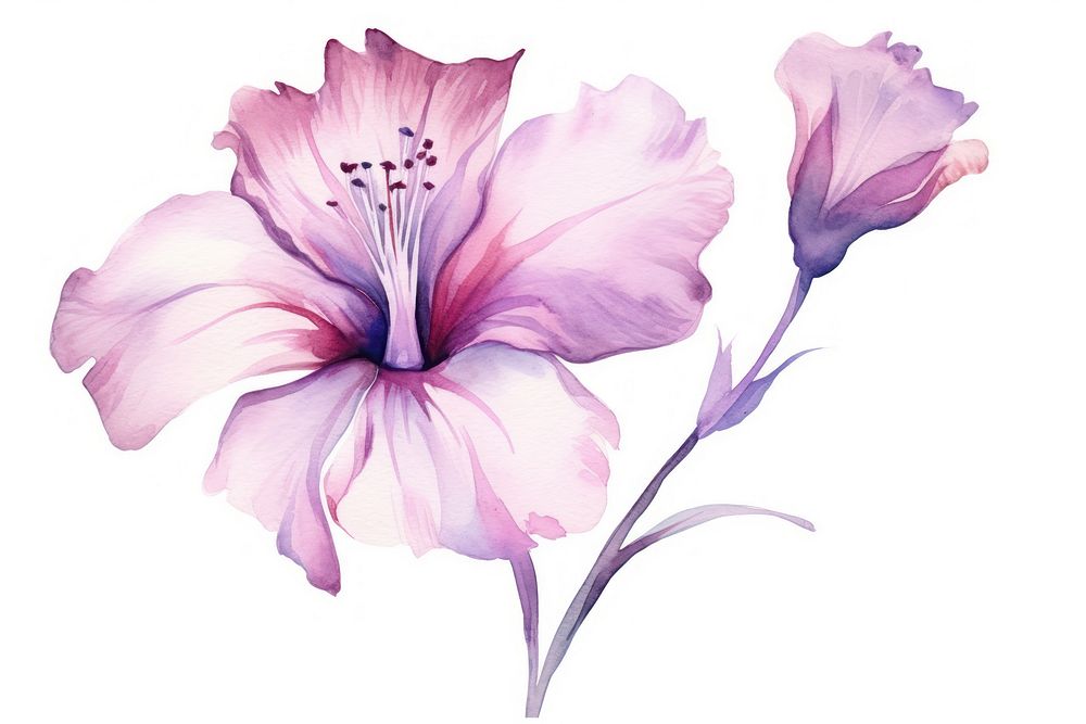 Watercolor illustration abstract flower hibiscus blossom petal.