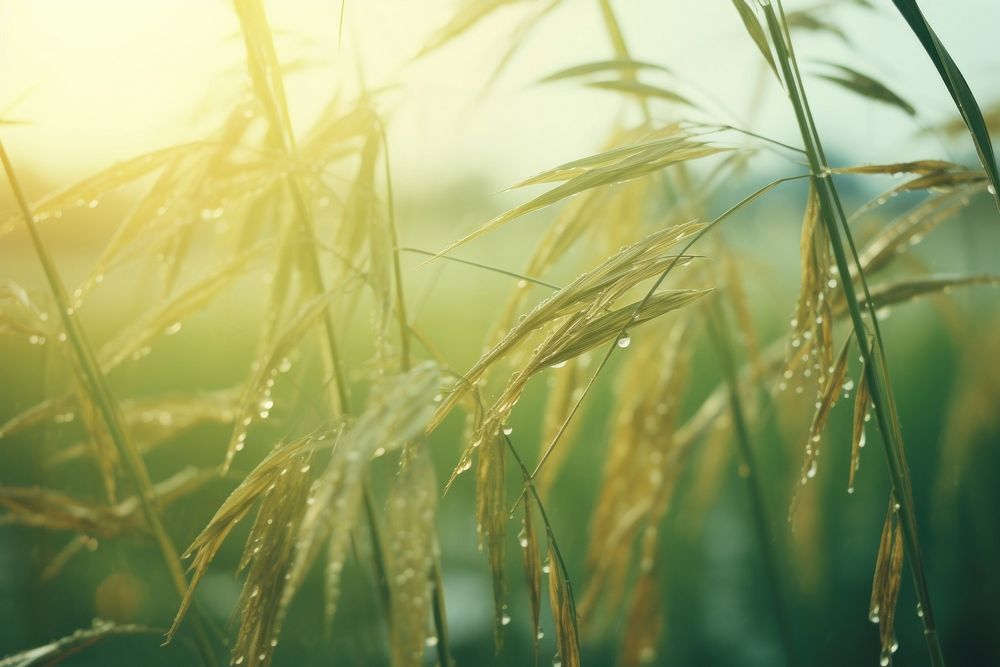 Close up rice field sunlight outdoors nature.