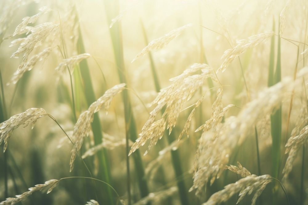 Close up rice field sunlight outdoors nature.