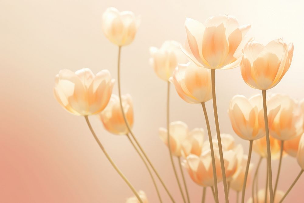 Aesthetic tulip background backgrounds outdoors blossom.