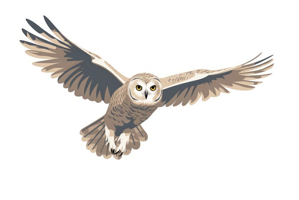 Ural owl flying animal bird white background.