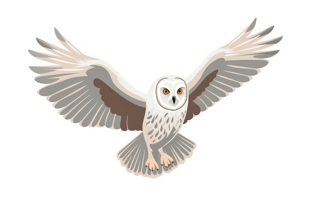 Ural owl flying animal bird white background.