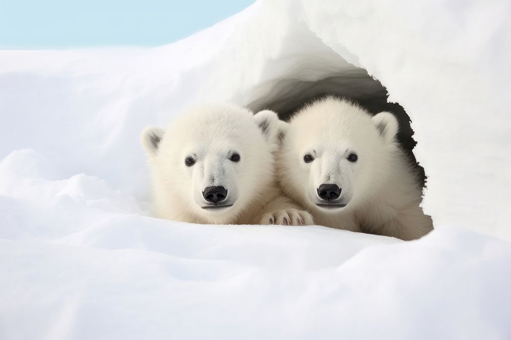 2 white polar bear wildlife mammal animal.