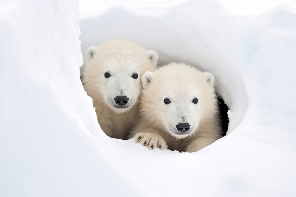 2 white polar bear wildlife animal mammal.