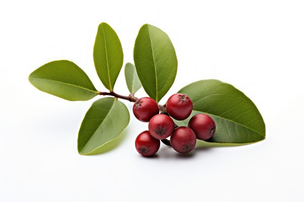 Bayberry with leaves fruit plant food.