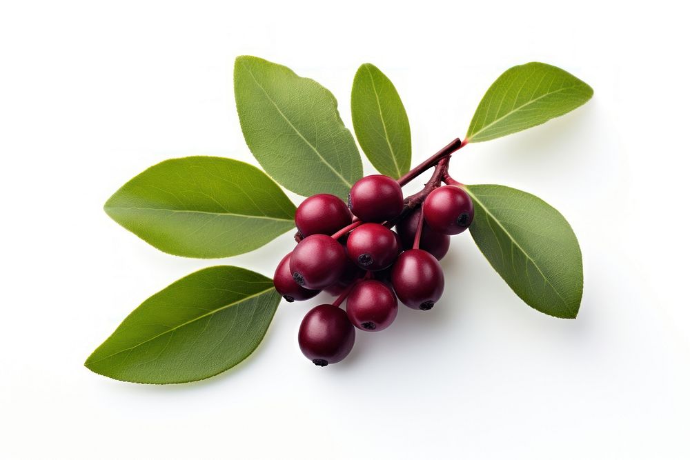Bayberry with leaves cherry fruit plant.