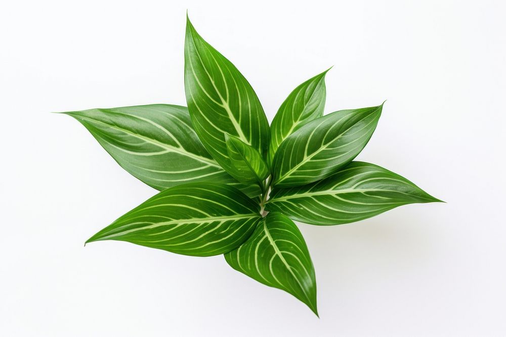 Chinese Evergreen leaf plant herbs white background.