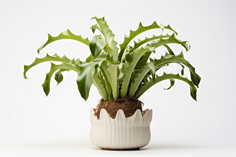 Staghorn fern in a pot plant vase leaf.