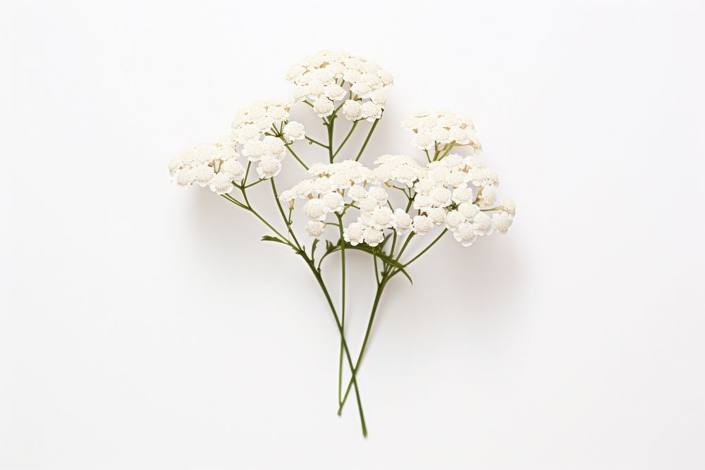 White yarrow flower plant white.