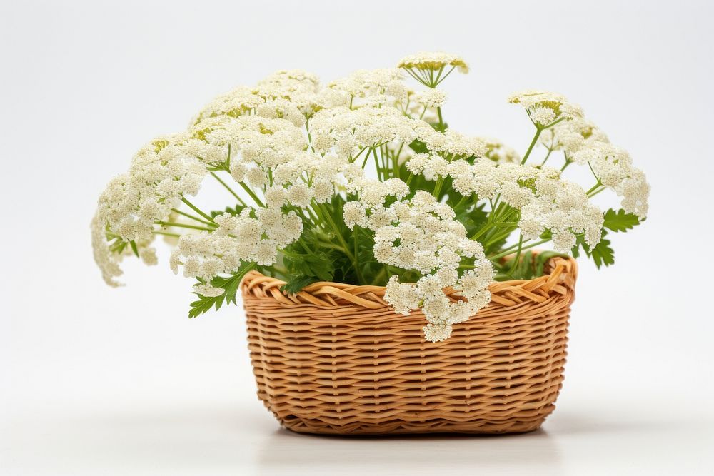Yarrow flower in a basket plant white white background.