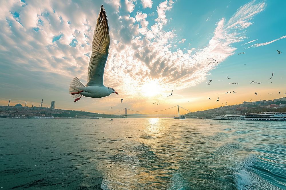 Istanbul Bosphorus architecture outdoors horizon.
