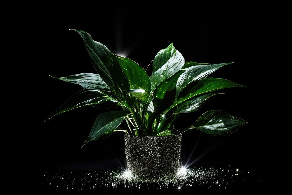 Houseplant sparkle light glitter black leaf black background.
