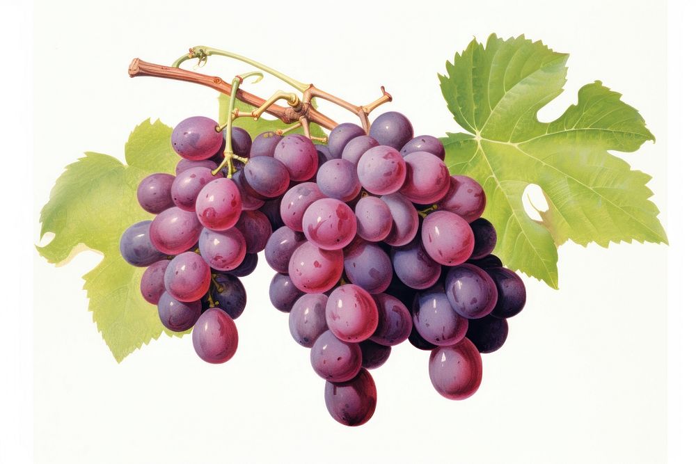Grape grapes fruit plant.