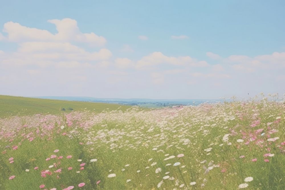 Aesthetic flowers field landscape wallpaper grassland outdoors horizon.
