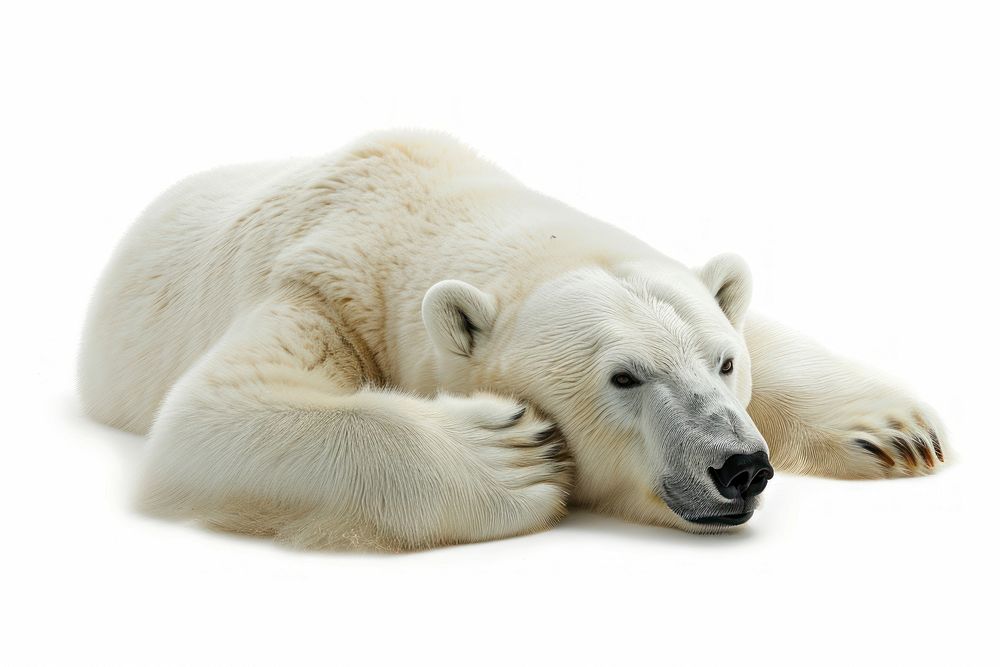 Arctic wildlife animal mammal.