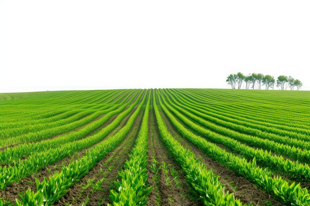 Field nature agriculture backgrounds.