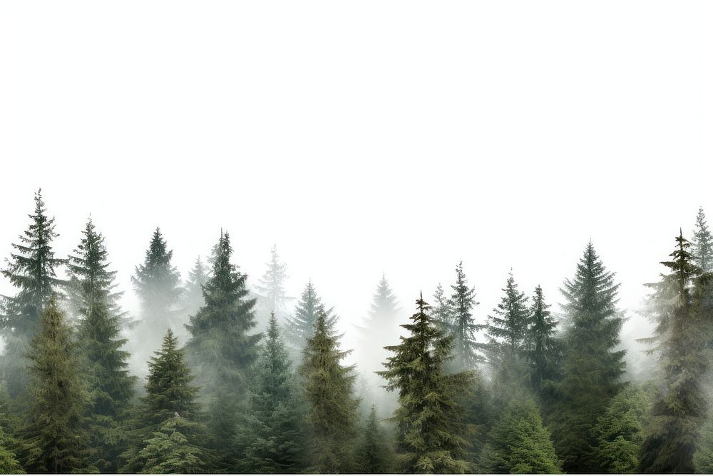 Pine trees forest nature backgrounds landscape.