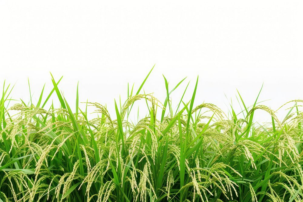 Rice field nature backgrounds landscape.