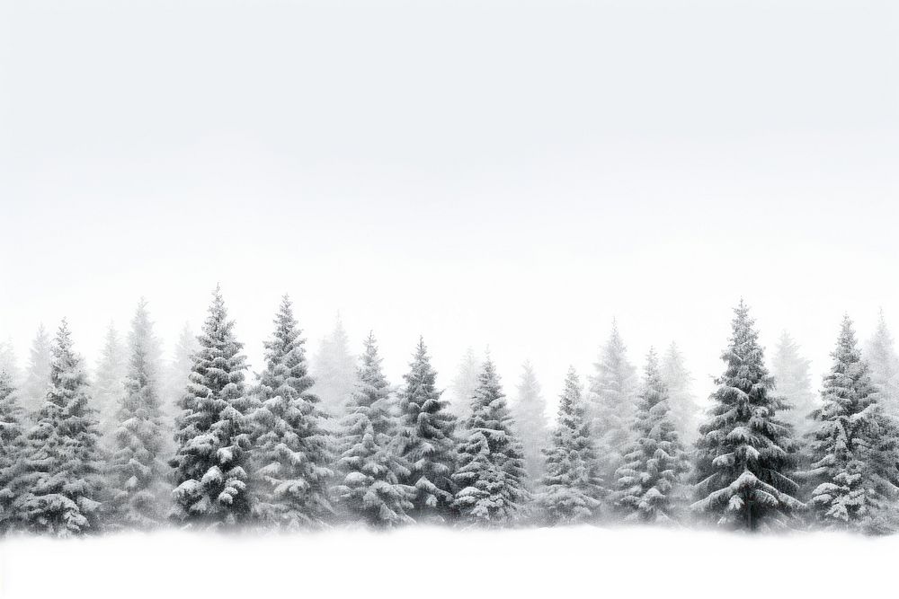Snowy Pine trees nature backgrounds landscape.