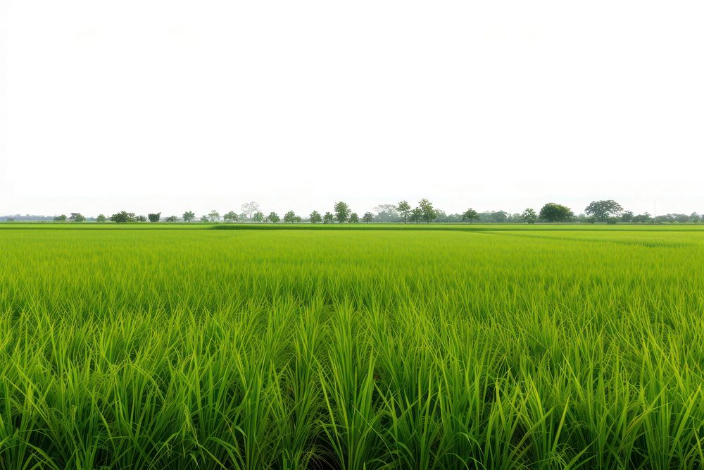 Thai rice field nature landscape outdoors.