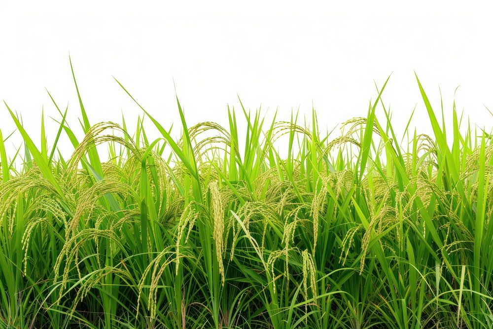 Thai rice field nature backgrounds landscape.