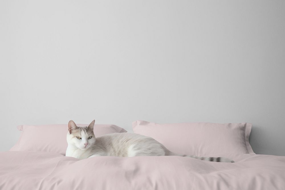 Cat on pink bed