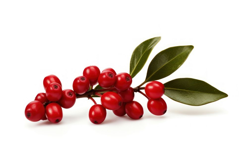 Photography of dahoon holly cherry plant fruit.