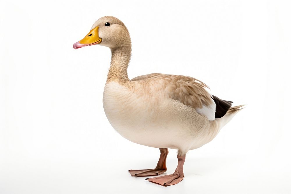 Duck animal goose white.