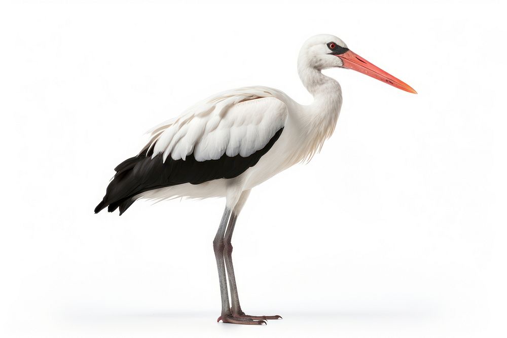 Stork animal white bird.
