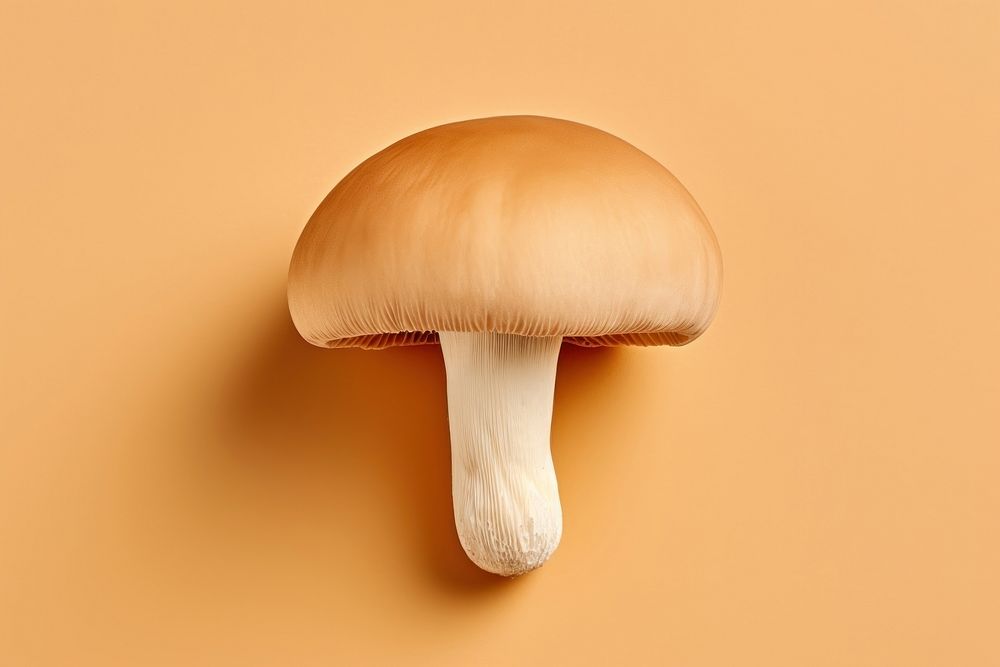 Mushroom mushroom fungus agaricaceae.