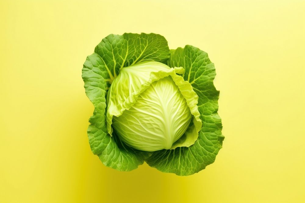 Fresh cabbage vegetable yellow plant.