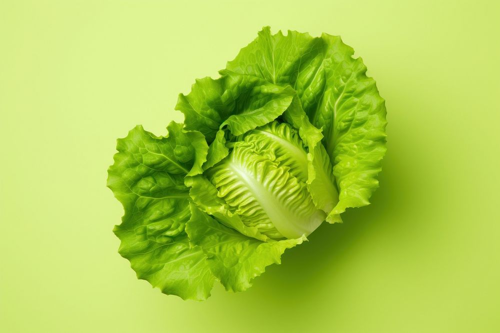 Lettuce vegetable plant food.