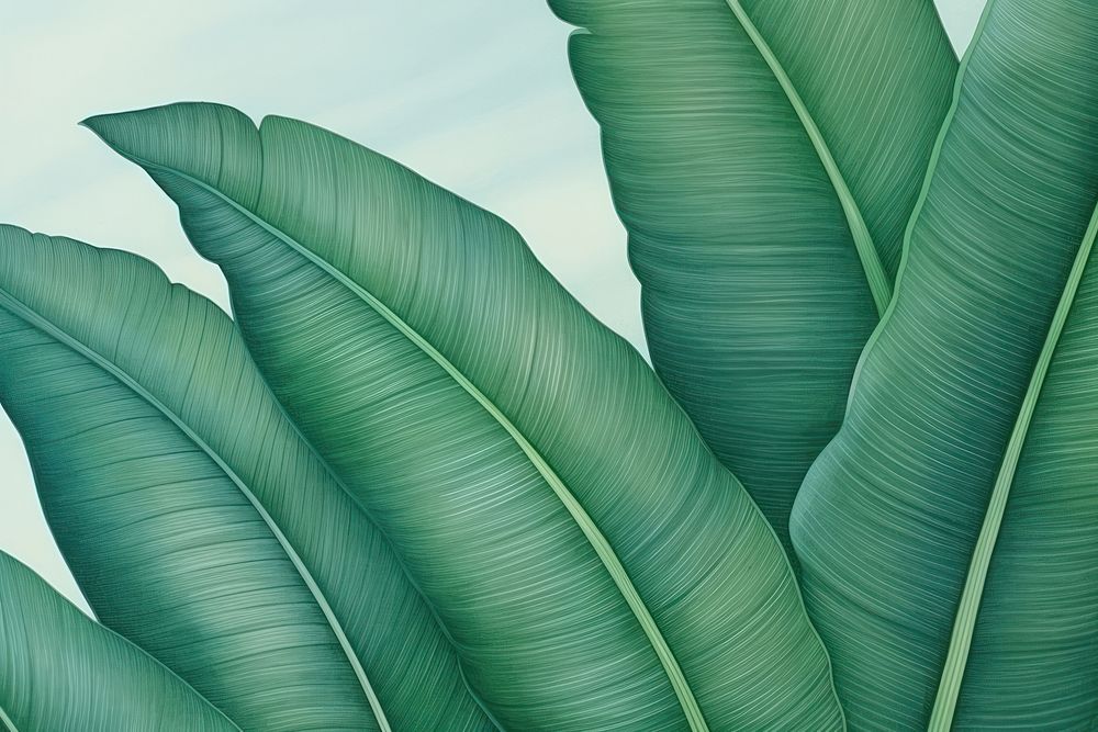 Drawing of banana leaves backgrounds pattern plant.