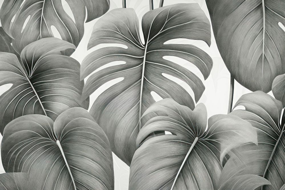 Seamless monotone monstera leaves backgrounds pattern sketch.