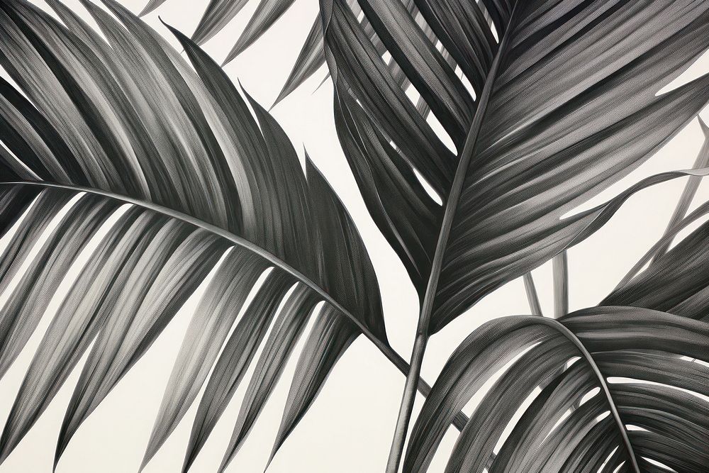 Palm leaves pencil sketch drawing backgrounds tropics.