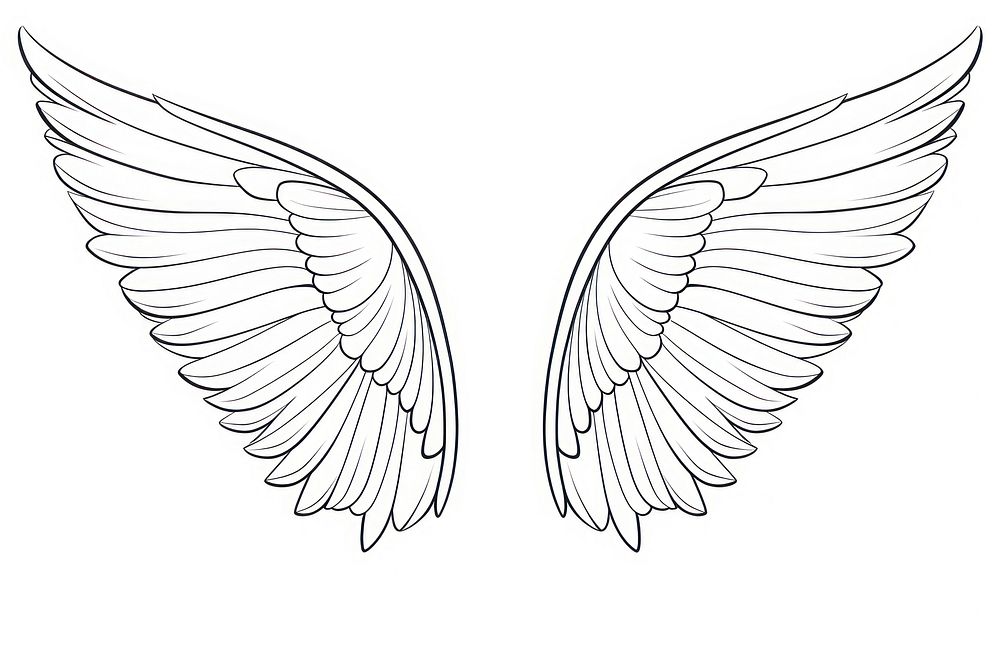 Wings outline sketch drawing white illustrated.