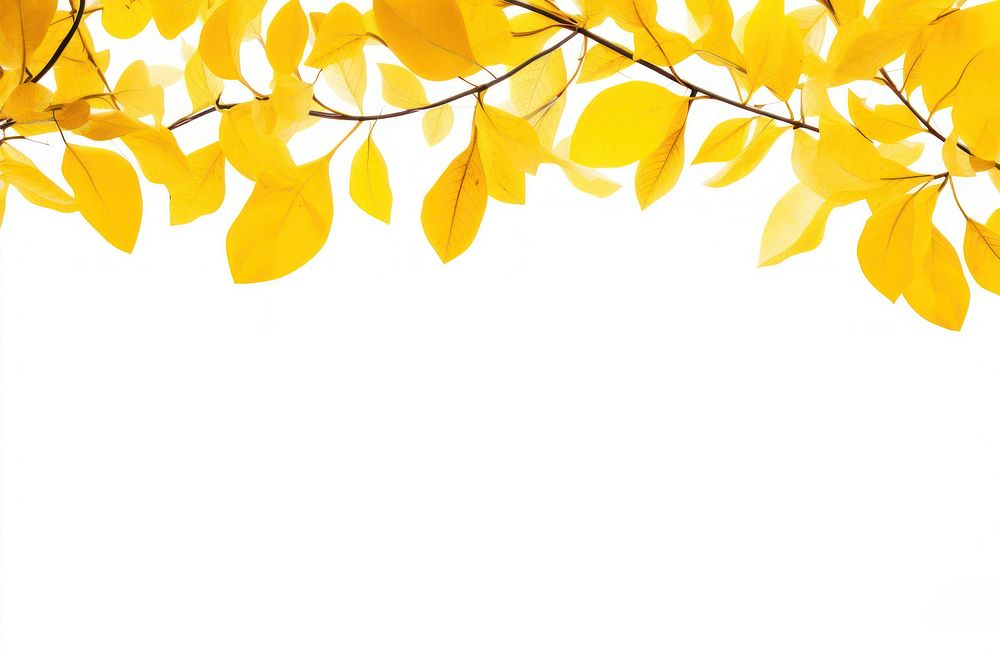 Yellow leaf backgrounds outdoors nature.