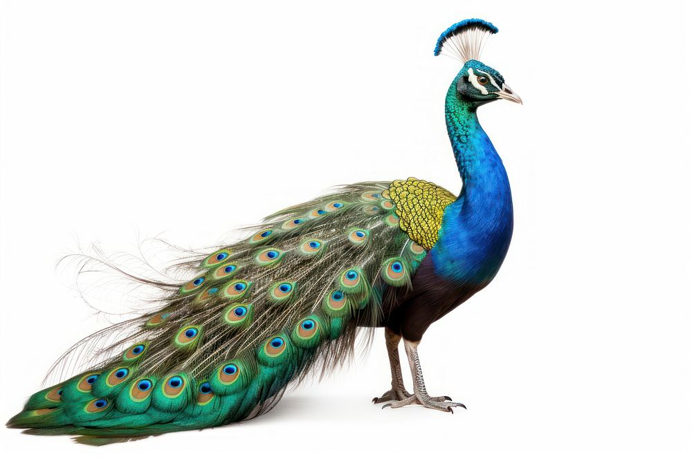 Peacock animal bird wildlife.